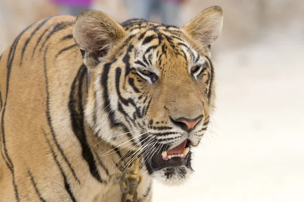 Porträt eines Tigers — Stockfoto