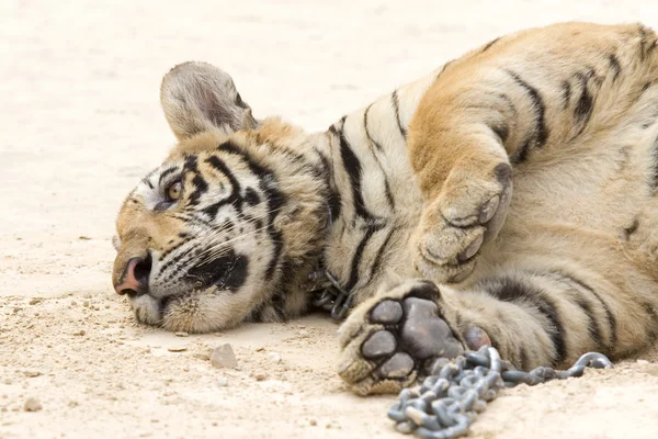 Portrait of a tiger — Stock Photo, Image