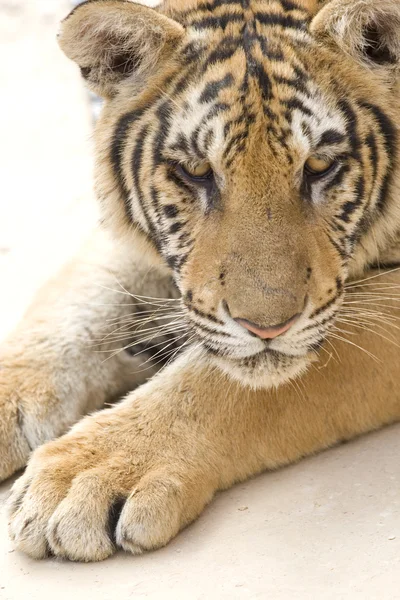 Retrato de un tigre — Foto de Stock