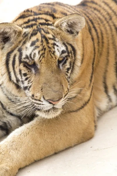 Portrait of a tiger — Stock Photo, Image