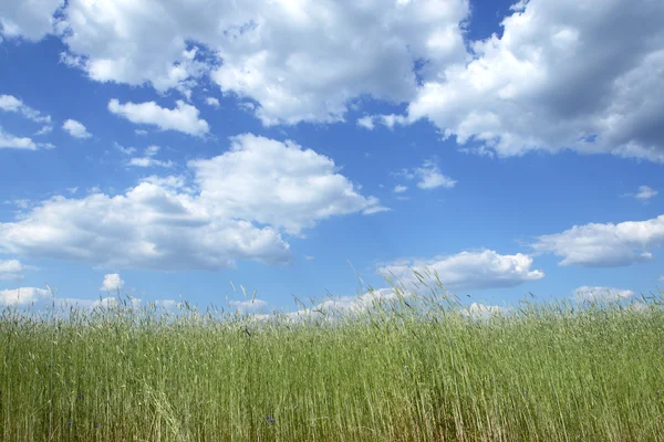 푸른 하늘을 가진 밀밭 — 스톡 사진