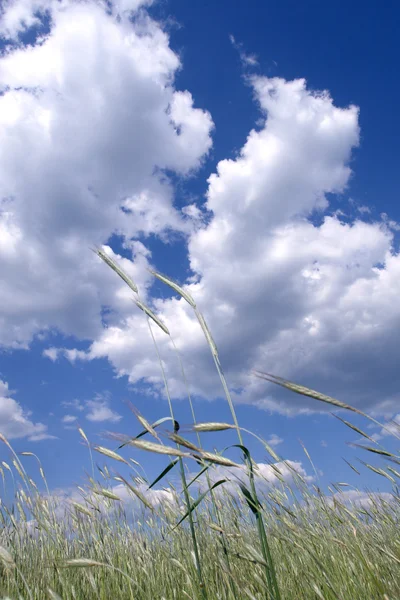 Χωράφι με σιτάρι και γαλάζιο ουρανό — Φωτογραφία Αρχείου