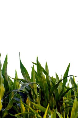 Corn field clipart