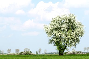 Tree with blue sky clipart