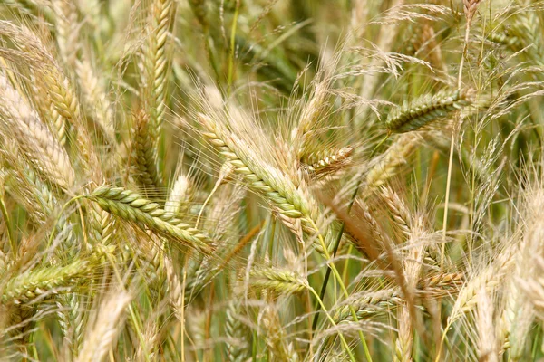 Closeup of a golden wheat field — Stock Photo, Image