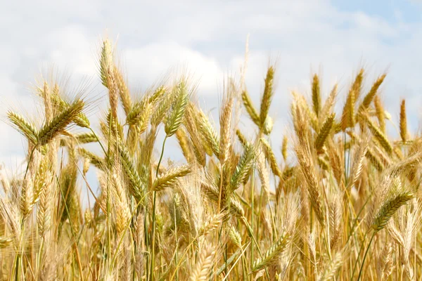Closeup of a golden wheat — Stock Photo, Image