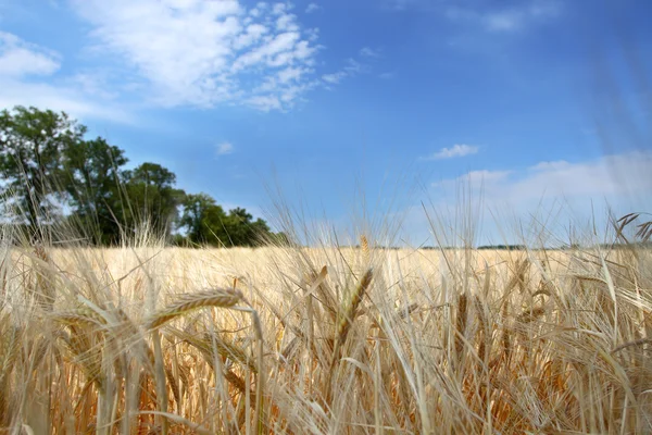 Closeup of wheat — Stock Photo, Image