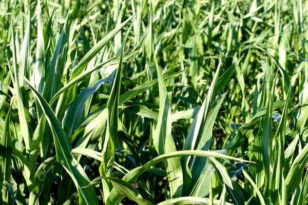 Corn field texture — Stock Photo, Image