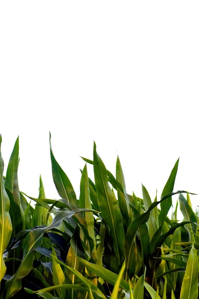 stock image Corn field