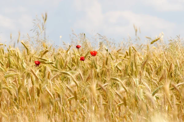 Four poppies and wheat field — Stock Photo, Image