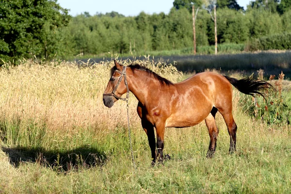 stock image Horse