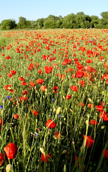 Open field - poppies — Stock Photo, Image