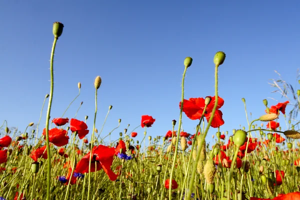Red poppies and blue sky — Stock Photo, Image