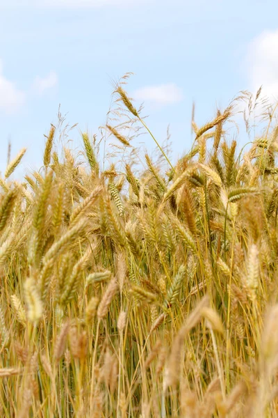 Wheat - yellow — Stock Photo, Image