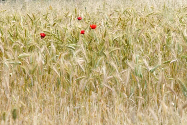 Wheat and poppies — Stock Photo, Image