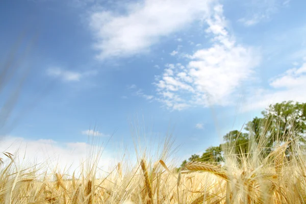 深い青色の背景色の麦畑 — ストック写真