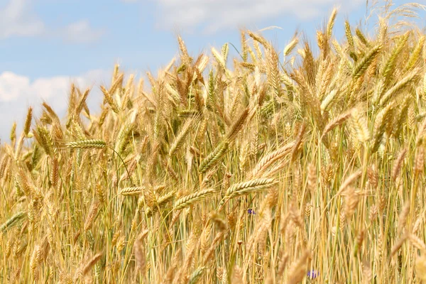 Wheat yellow field with blue background — Stock Photo, Image