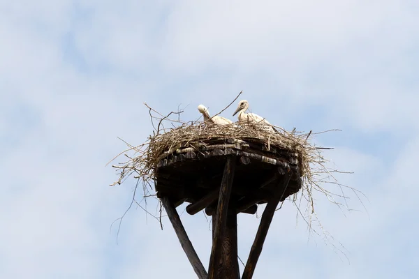 stock image Young storks