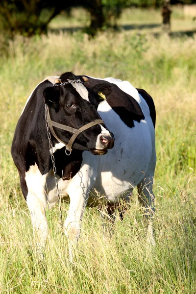 Black and white cow — Stock Photo, Image
