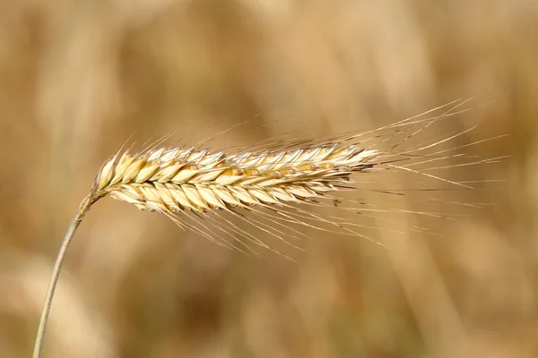 Tahıl — Stok fotoğraf