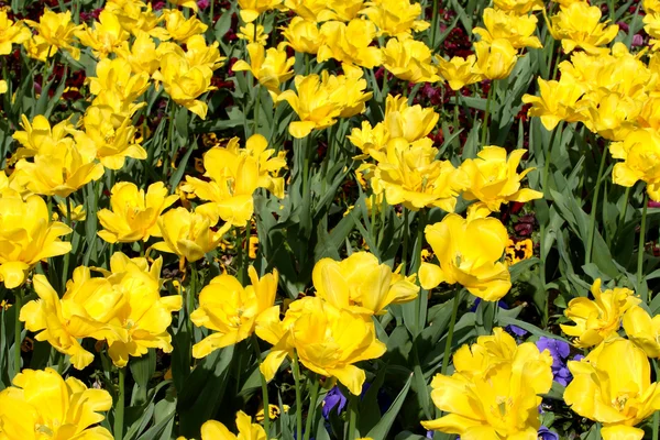 Hermosas flores amarillas — Foto de Stock