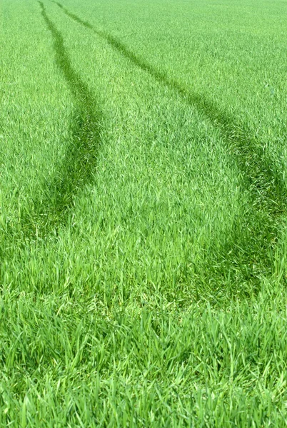 Road in grass — Stock Photo, Image