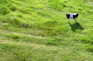 Cow from top clipart