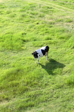 Cow on open field - from top clipart