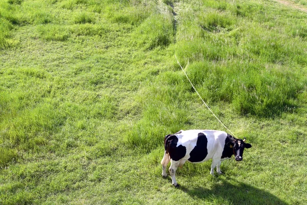 Cow on green field — Stock Photo, Image
