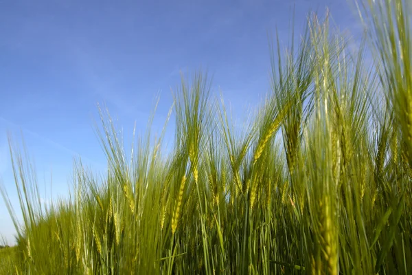 バック グラウンドで青い空と小麦 — ストック写真