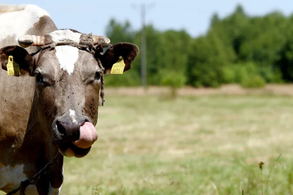 Cow on open field — Stock Photo, Image