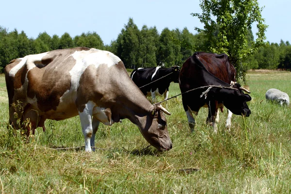 Kühe auf offenem Feld - Polen — Stockfoto
