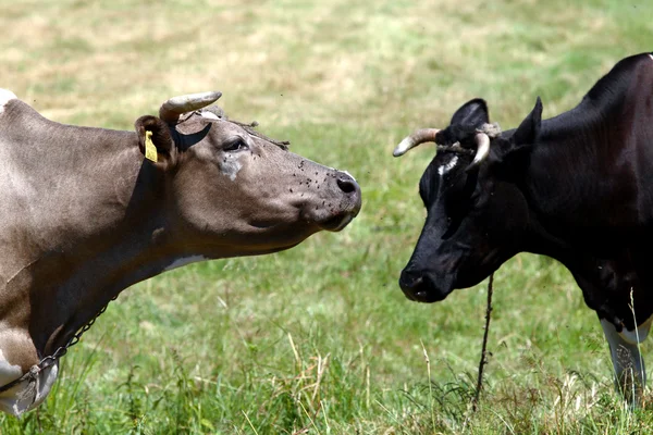 Scena aziendale - due mucche — Foto Stock