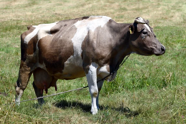 Poland cow — Stock Photo, Image