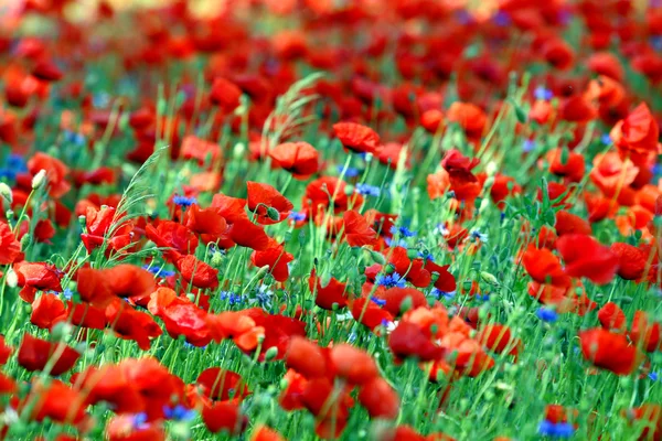 Poppy - garden flowers — Stock Photo, Image