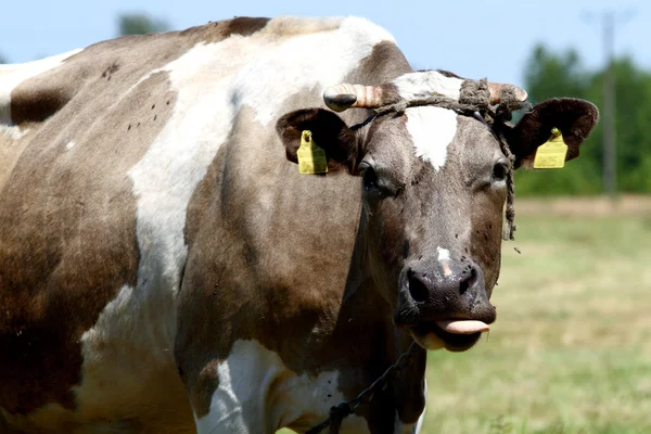 Cow - Poland — Stock Photo, Image