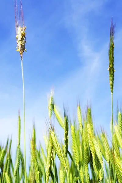 Wheat with blue sky — Stock Photo, Image