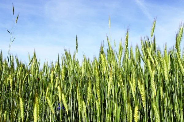 Spring scene - wheat with blue sky — Stock Photo, Image