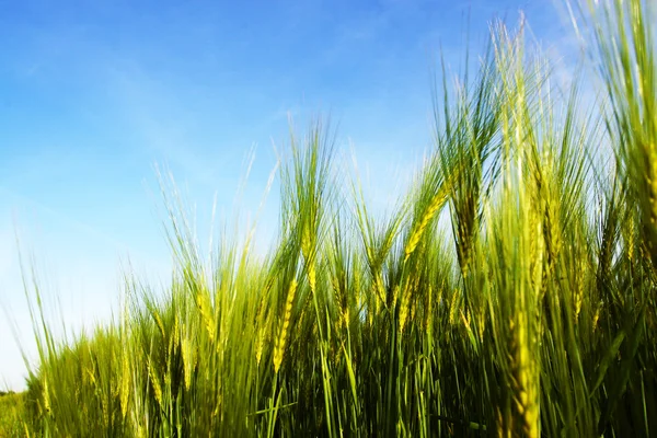 バック グラウンドで青い空と小麦 — ストック写真