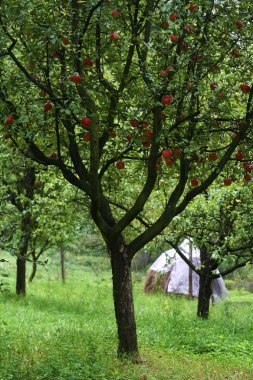 Apple tree clipart