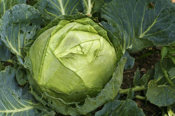 stock image Green Cabbage