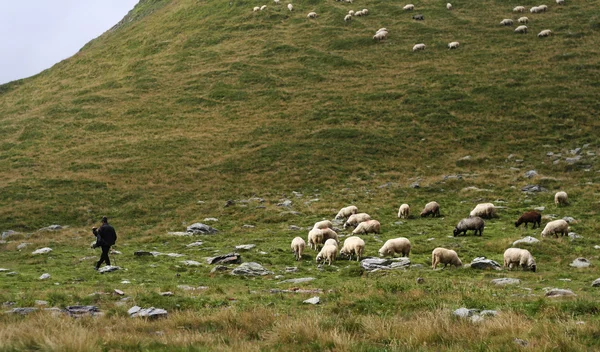 stock image Lonely shepherd