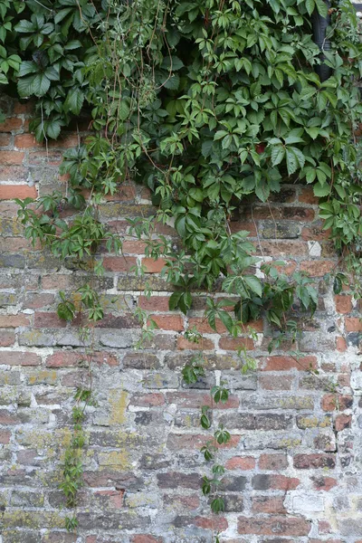 与植物墙. — 图库照片#