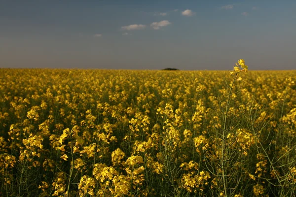 Yellow field Stock Image