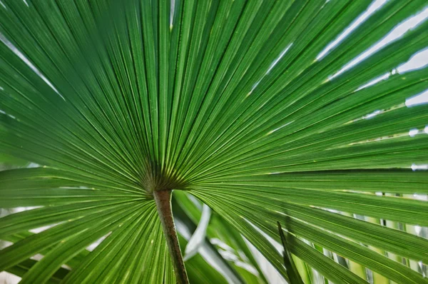 Awesome green palm leave