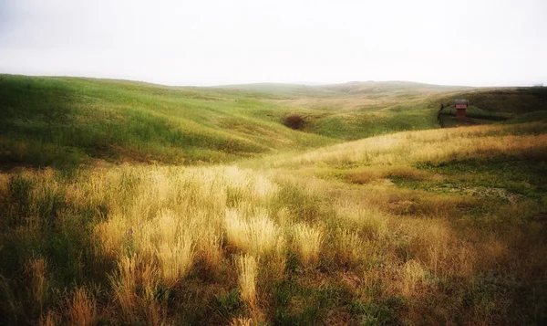 stock image Wheat field in stormy weather