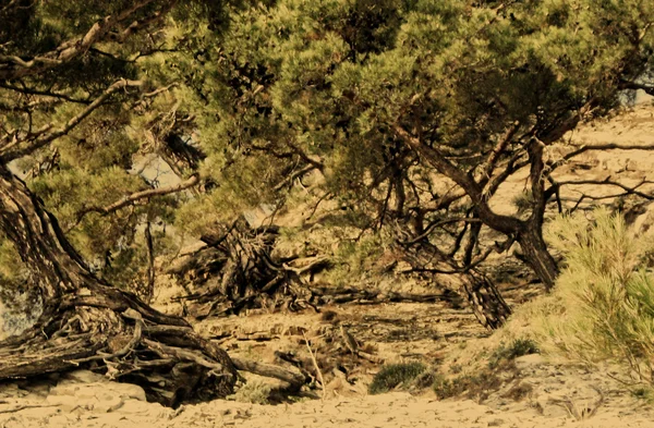 stock image Awesone pines on the top of mount