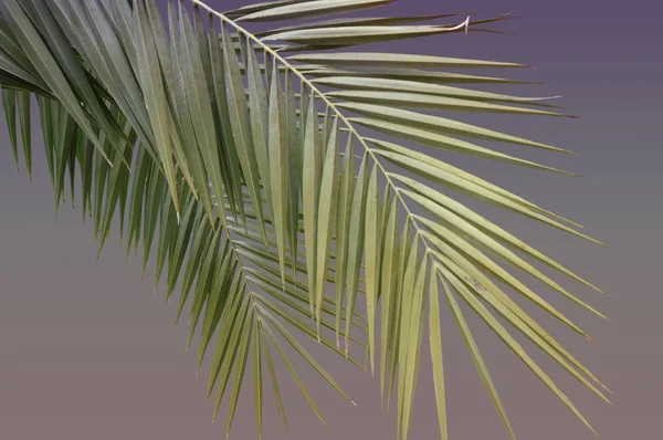 Attractive palm forest