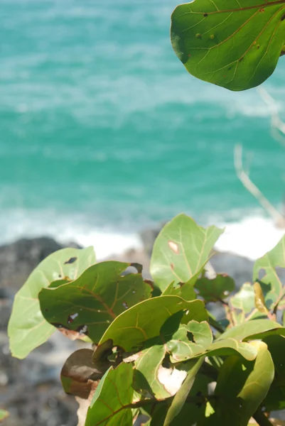 Detalle de hojas tropicales —  Fotos de Stock