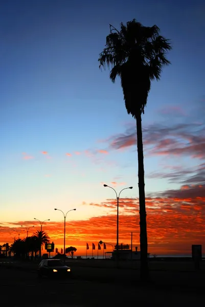 Palmen am Meer bei Sonnenaufgang — Stockfoto